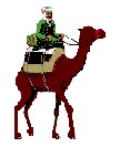 camel.jpg